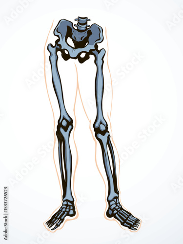 Vector drawing. Bones of the leg