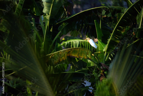 cattle egret standing on the green banana leaf in sun light photo