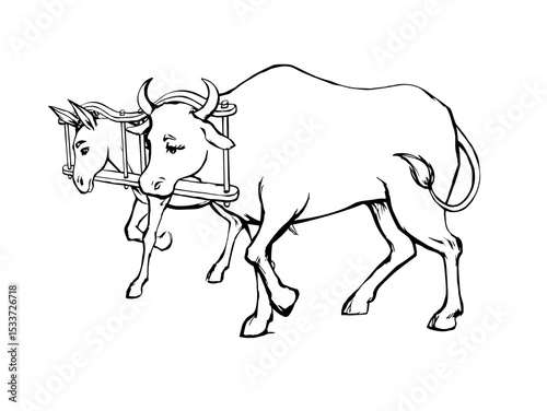Vector drawing. Ox and donkey in one harness