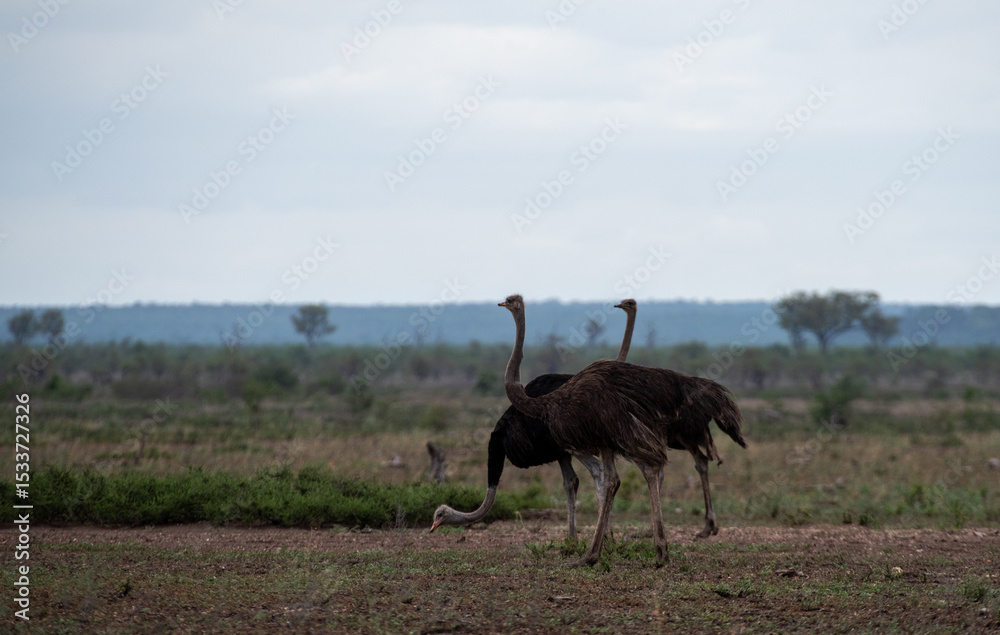 Naklejka premium Kruger National Park, South Africa, Safari