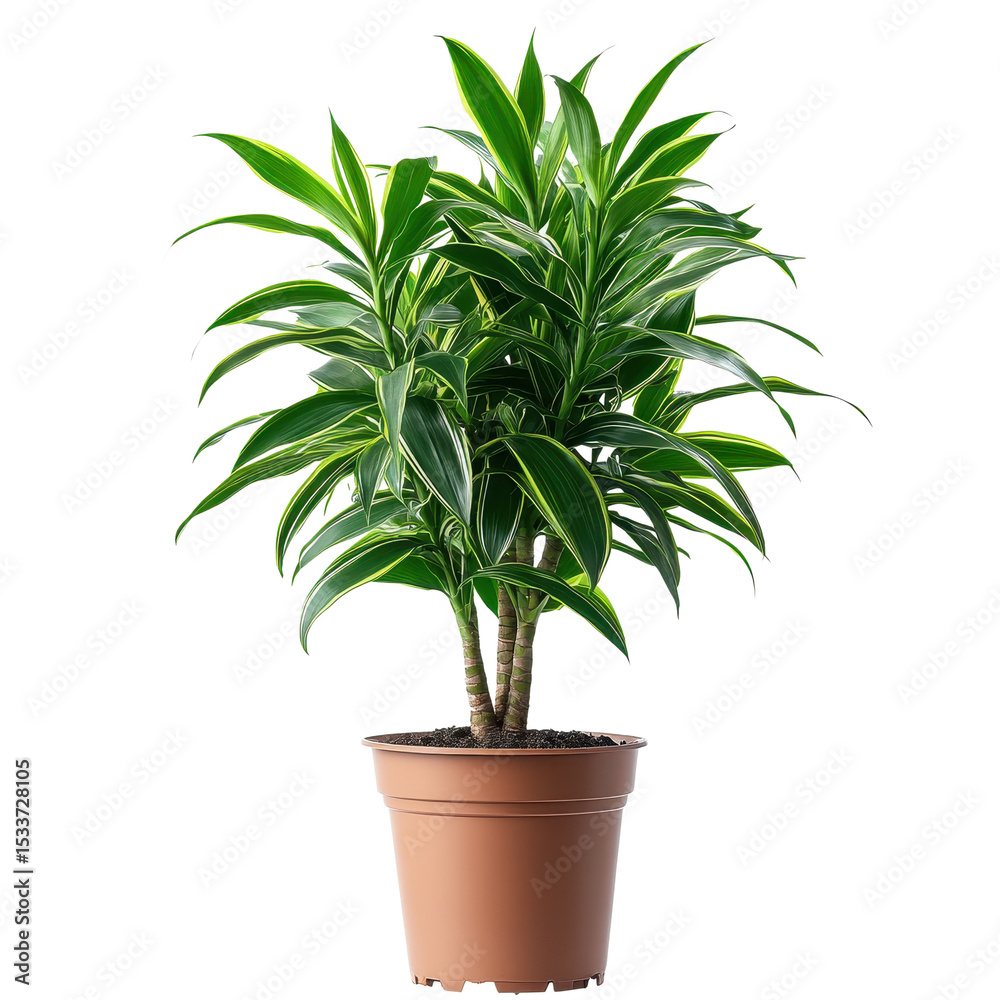Fototapeta premium Dracaena Trifasciata plant on a pot isolated on transparent background.