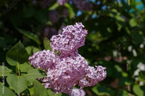 Lilac bush. Common lilac is a garden plant of the Oleaceae family. The beauty of nature.