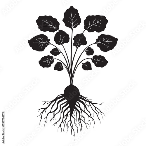 Silhouette of a beet with leaves, prairie turnip plant silhouette vector, Radish Silhouette Vector