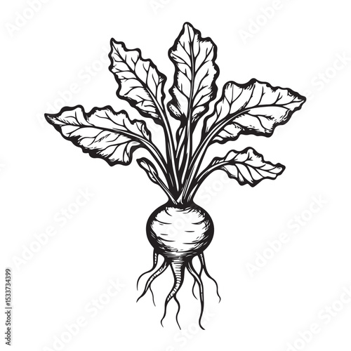 Silhouette of a beet with leaves, prairie turnip plant silhouette vector, Radish Silhouette Vector