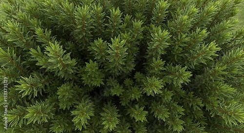 Dense Green Plant Viewed From Above Creates Interesting Texture