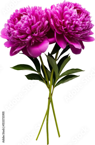 Two vibrant magenta peonies showcase detailed petal texture