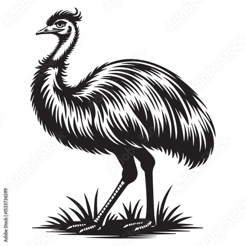 Emu Bird Vector Illustration – Vintage Engraved Style of Standing Flightless Bird for Wildlife or Farm Design