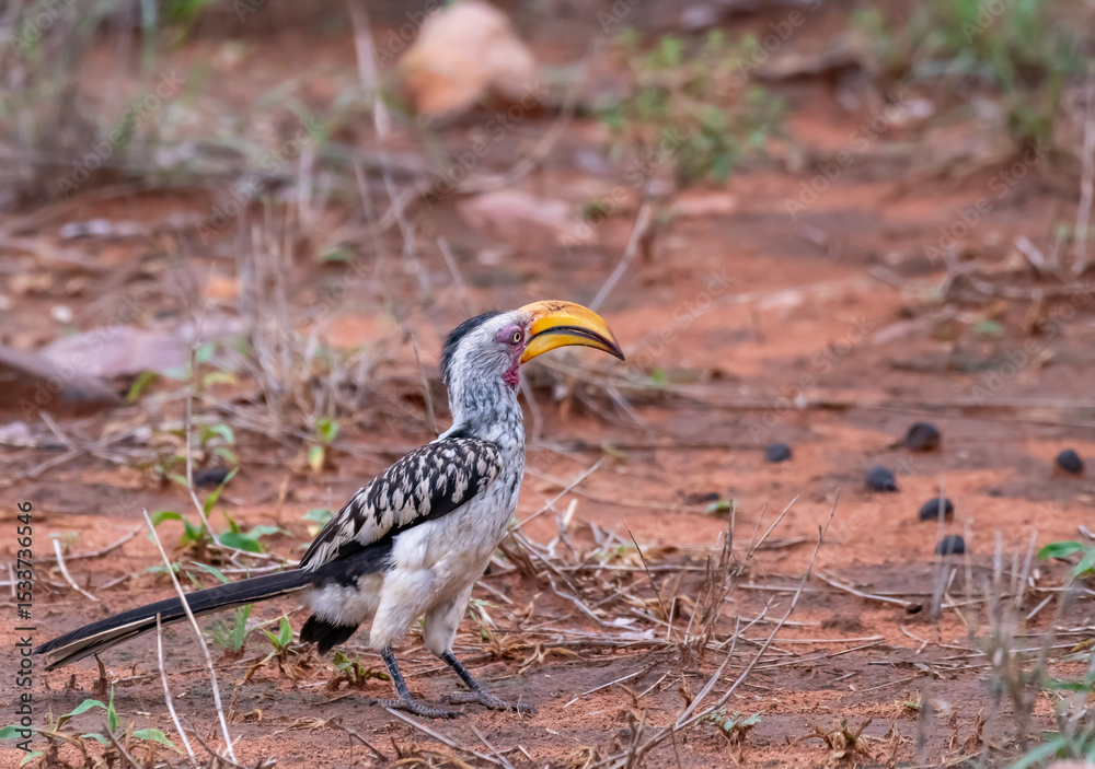 Obraz premium Kruger National Park, South Africa, Safari