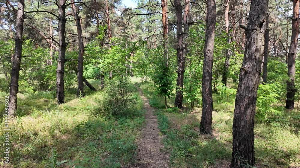 Slow motion video pine forest. Hiking in the forest. Walk in nature. Shadow from trees. Forest with tall pine trees. Nature landscape. Nature background. Slow motion video pine forest. Hiking in the forest. Walk in nature. Shadow from trees. Forest with tall pine trees. Nature landscape. Nature background.