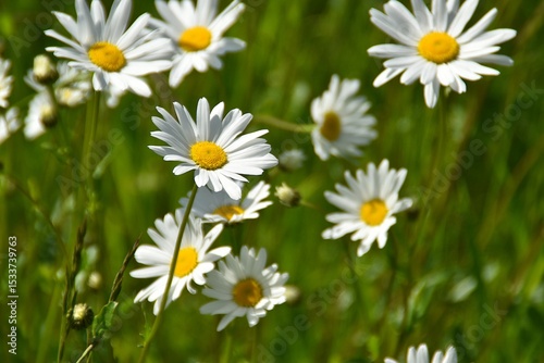 Fototapeta Naklejka Na Ścianę i Meble -  Beautiful daisies are blooming in a meadow in sunny summer day.