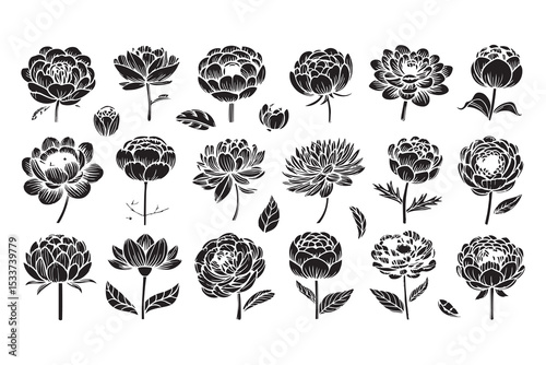 Peony line art 