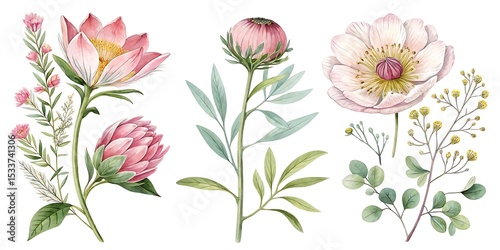 Set of beautiful flower, Watercolor collection of hand drawn flowers, Botanical plant illustration