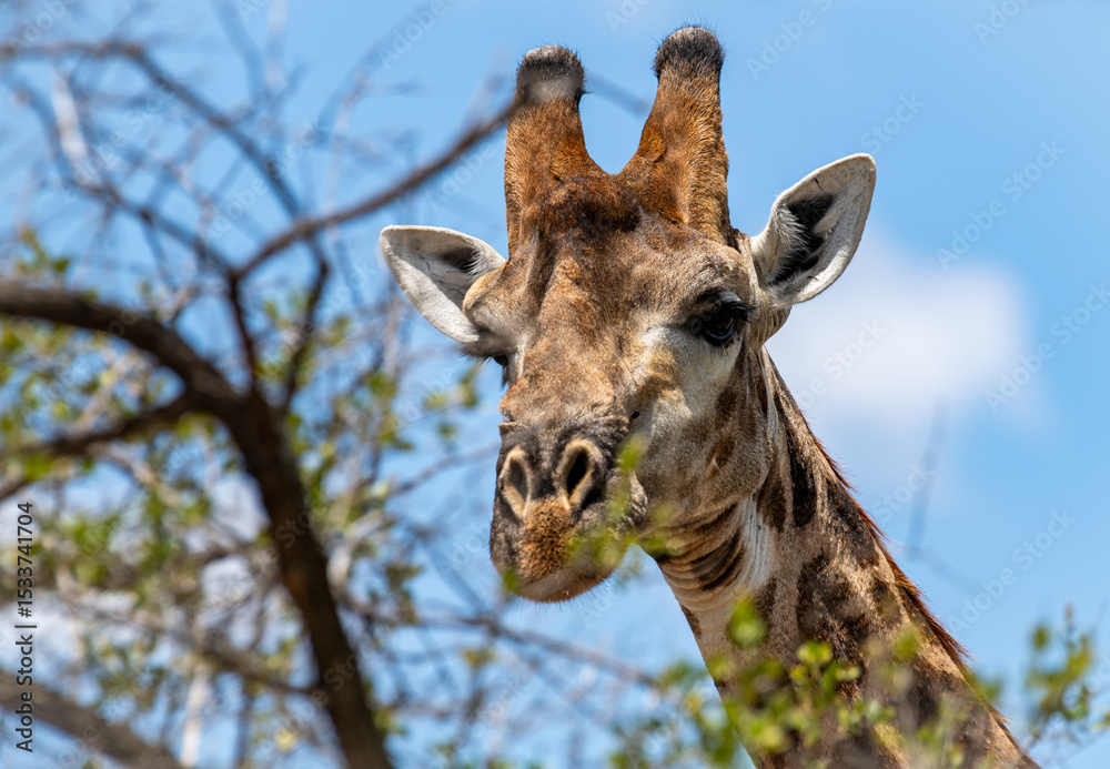 Fototapeta premium Kruger National Park, South Africa, Safari