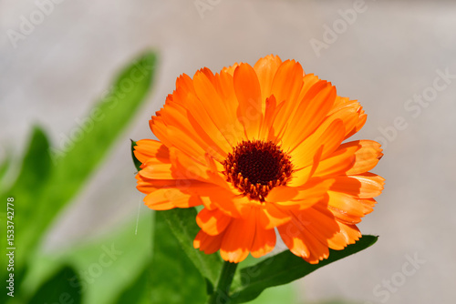 marigold, medicinal herb with flower