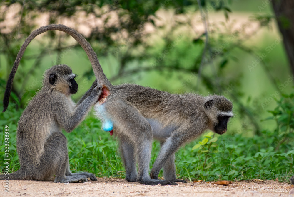 Obraz premium Kruger National Park, South Africa, Safari