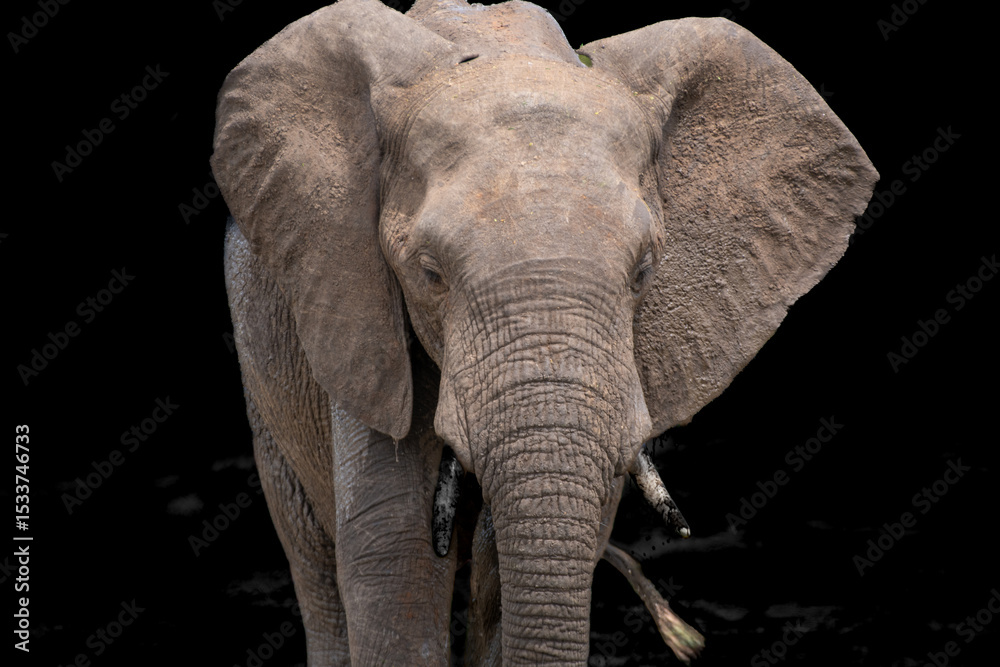 Obraz premium Kruger National Park, South Africa, Safari