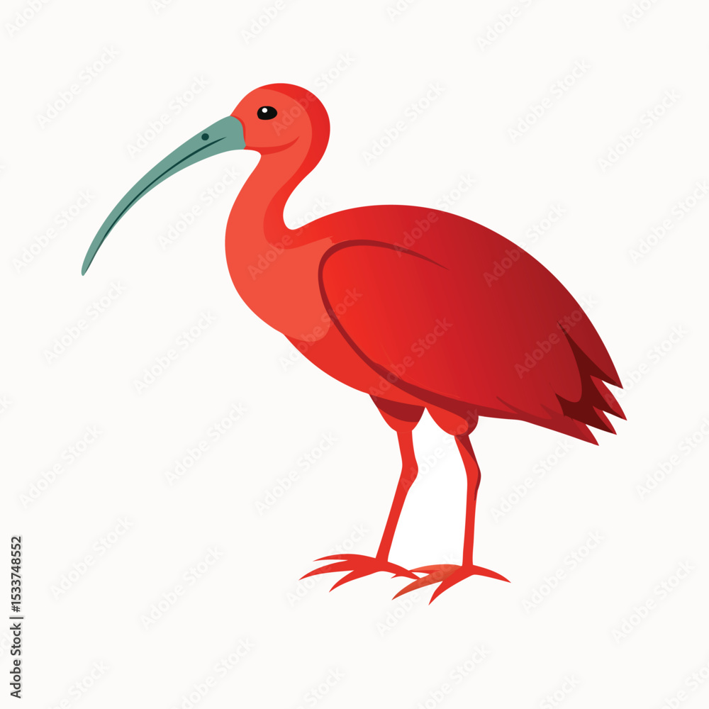 Fototapeta premium Ibis bird