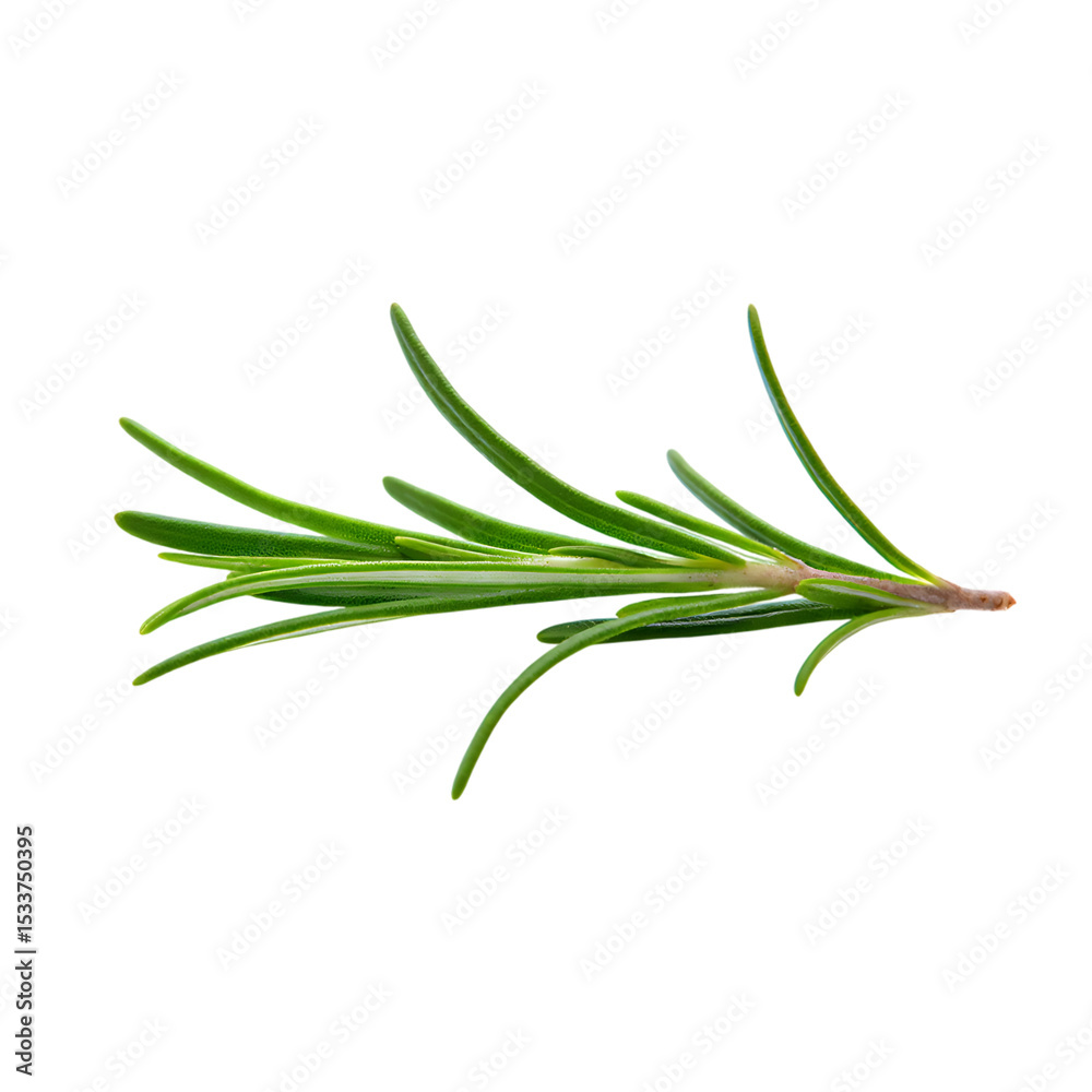 Fototapeta premium Fresh green rosemary herb sprig isolated on a white background
