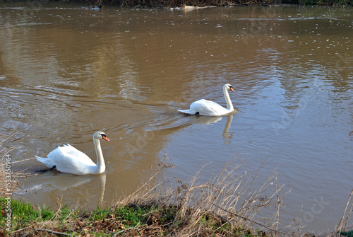 A Pair of White Swans Swimming On Smooth Waters of Muddy River 