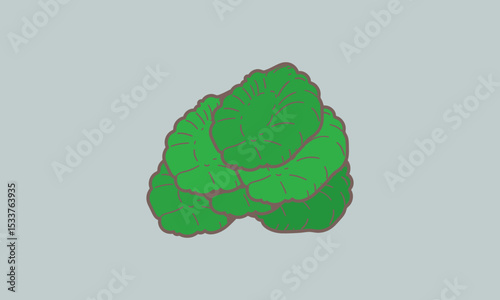Fresh green cabbage vector for food and organic use