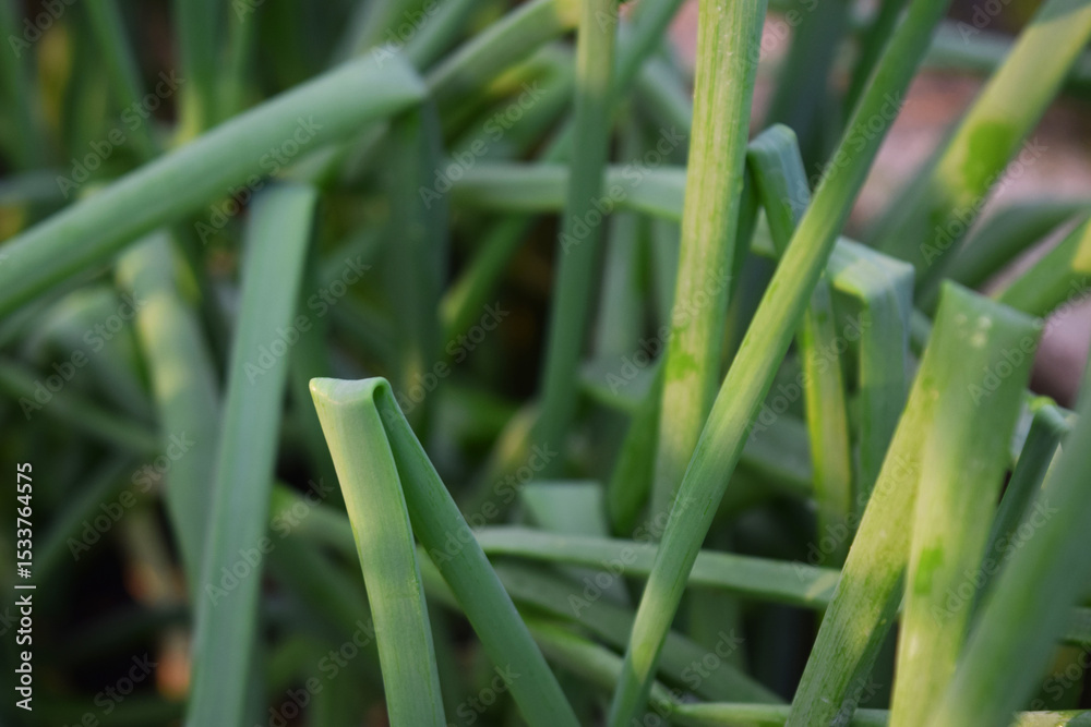 Fototapeta premium natural chives in the garden