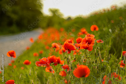 Fototapeta Naklejka Na Ścianę i Meble -  Roadside poppies in summer 