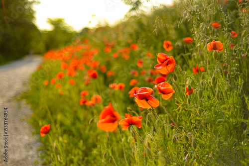 Fototapeta Naklejka Na Ścianę i Meble -  Roadside poppies in summer 