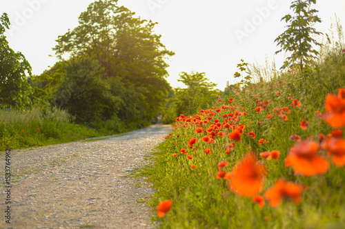 Roadside poppies in summer 