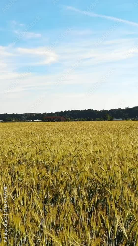 Aerial View of a Expansive Golden Wheat Field Under Clear Blue Sky, Perfect for Agriculture and Nature Designs Aerial View of a Expansive Golden Wheat Field Under Clear Blue Sky, Perfect for Agriculture and Nature Designs