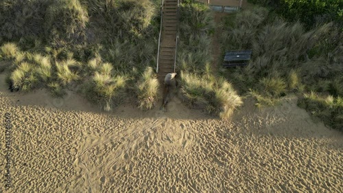 Drone shot an elephant seal trying to climb a staircase on the beach 