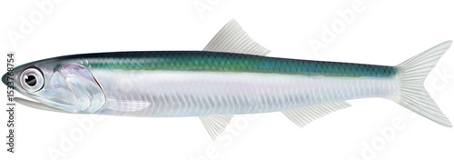 Photos Salt water fish Japanese anchovy