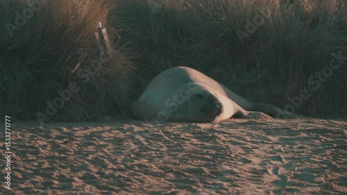 Elephant seal resting in the sand in the sunrise 