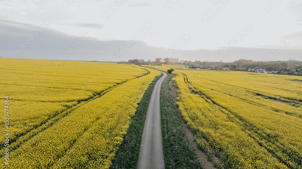 A road runs through a field of yellow flowers. The sky is cloudy and the sun is shining through the clouds A road runs through a field of yellow flowers. The sky is cloudy and the sun is shining through the clouds