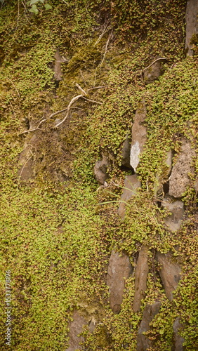 A wildlife scene showcasing wildlife, nature and forest.