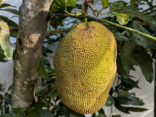 Macro photo of ripe jackfruit 