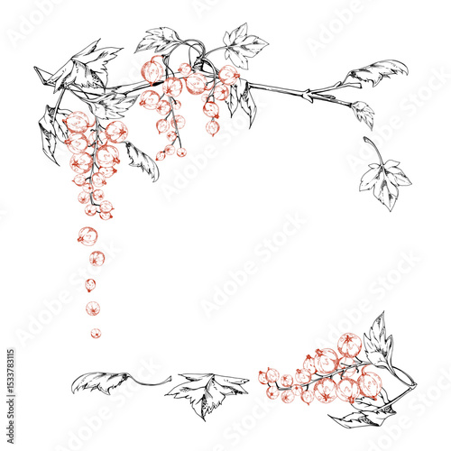 Currant gooseberry with green leaves hand drawn in vector ink, garden berry hanging on branches in group clusters. Isolated square corner frame. Craft eco cosmetics, aroma candles, jam jar food labels