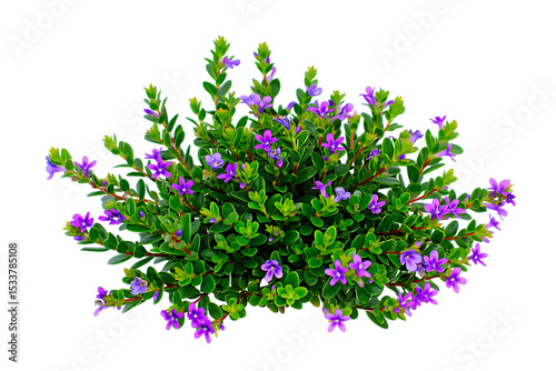 Wallpaper Mural Lilac purple lavender flowers blossom on a white background Torontodigital.ca