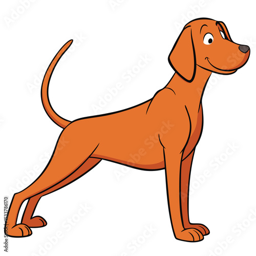 Vizsla stretching its lean body, looking alert and focused.