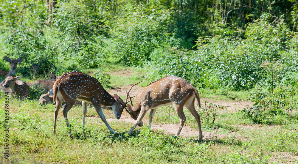 Naklejka premium Sri Lanka Travel