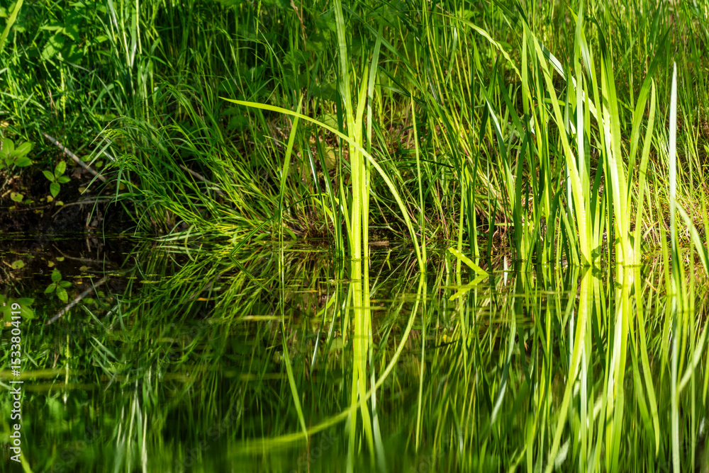 Fototapeta premium Common calamus, rush, bulrush on bank of the countryside pond.