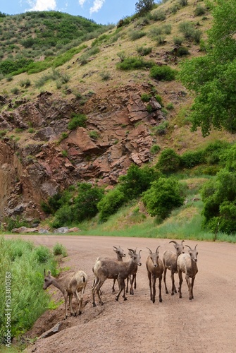 herd  of rocky mountain bighorn sheep ewes walking along the trail  in the mountains of  waterton canyon, littleton, colorado, on a sunny summer day 