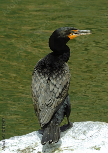 double-crested cormorant  with azure eyes, standing on a granite boulder in summer in the south platte river in waterton canyon, littleton, colorado  