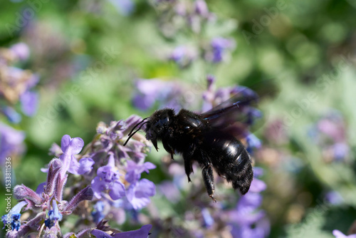 Holzbienen an einer Blüte der Katzenminze photo