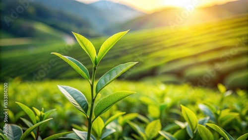 Vibrant Green Tea Leaves Basking in the Warm Golden Sunlight of a Serene Plantation