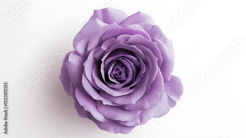 Purple Rose on White