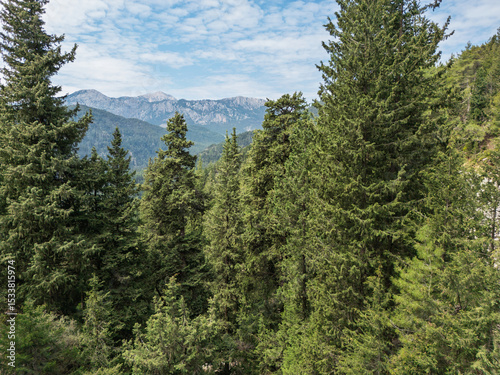 Pine forest landscape with distant mountains under a blue sky photo