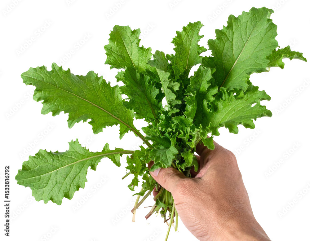 Chef gripping fresh mustard greens, transparent background highlighting organic produce for culinary and wellness imagery Chef gripping fresh mustard greens, transparent background highlighting organic produce for culinary and wellness imagery