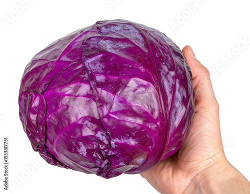 Hand holding a large, vibrant, purple red cabbage against a transparent background, perfect for food and health related projects