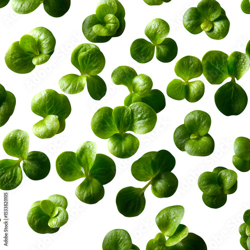 Scattered cress leaves, small and round, pale green, arranged in random pattern on a white backdrop, no shadows.