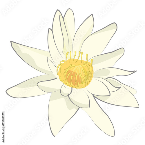 Pristine white water lily (Nymphaea) with a sunny yellow center, gracefully blooming among lush green lily pads on tranquil water.